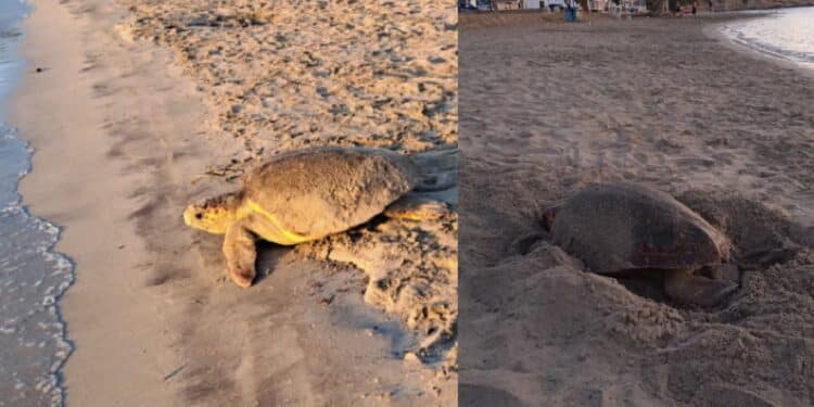 Maladroxia nursey delle Caretta Caretta: a Sant’Antioco mamma tartaruga ha deposto le uova