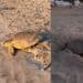 Maladroxia nursey delle Caretta Caretta: a Sant’Antioco mamma tartaruga ha deposto le uova