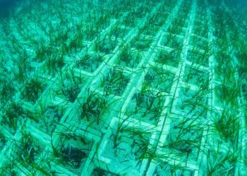 Posidonia oceanica: nuova vita sul fondale sardo con il progetto Tyrrhenian Link