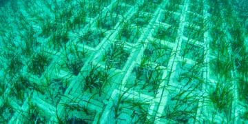 Posidonia oceanica: nuova vita sul fondale sardo con il progetto Tyrrhenian Link