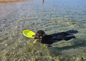 Tuffi in acqua anche per i quattro zampe: riapre Funtana Bau a Gonnesa
