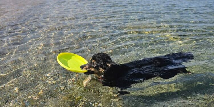 Tuffi in acqua anche per i quattro zampe: riapre Funtana Bau a Gonnesa