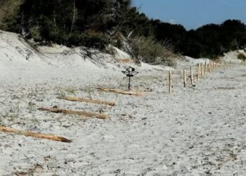 A Capo Comino, pali abbattuti e corde tagliate a tempo di record