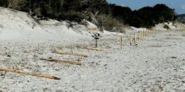 A Capo Comino, pali abbattuti e corde tagliate a tempo di record