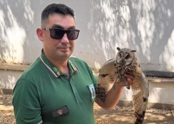 Pula, assiolo ferito salvato dai barracelli