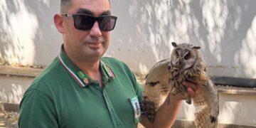 Pula, assiolo ferito salvato dai barracelli