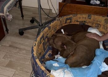 Oristano: Palla, simbolo degli animali abbandonati, ha rischiato di morire