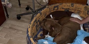 Oristano: Palla, simbolo degli animali abbandonati, ha rischiato di morire