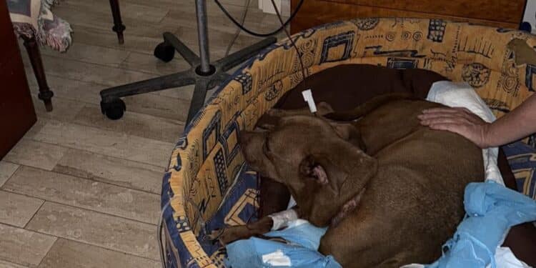 Oristano: Palla, simbolo degli animali abbandonati, ha rischiato di morire