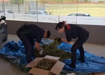 Sestu, arrestate due persone per produzione di marijuana