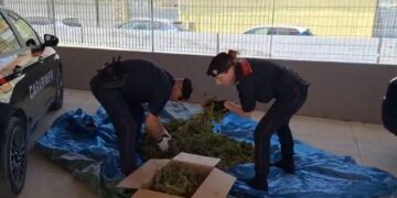 Sestu, arrestate due persone per produzione di marijuana