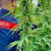 Traffico di droga tra Sardegna e Nord Italia: due arresti a Illorai e Porto Cervo