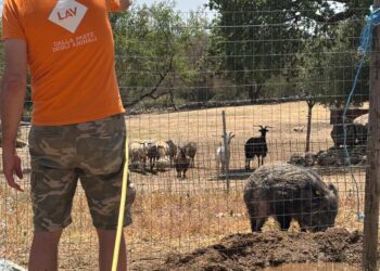 Salvato il cinghiale Maddy, la nuova vita dell’animale ferito a La Maddalena
