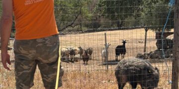 Salvato il cinghiale Maddy, la nuova vita dell’animale ferito a La Maddalena