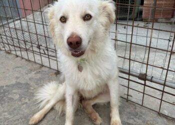 Radio Zampetta Sarda, rinuncia di proprietà per Kira: aiutiamola