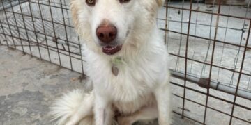 Radio Zampetta Sarda, rinuncia di proprietà per Kira: aiutiamola