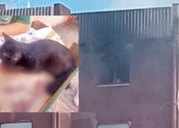 Guspini, gara di solidarietà per il gattino ferito nell’esplosione di un appartamento