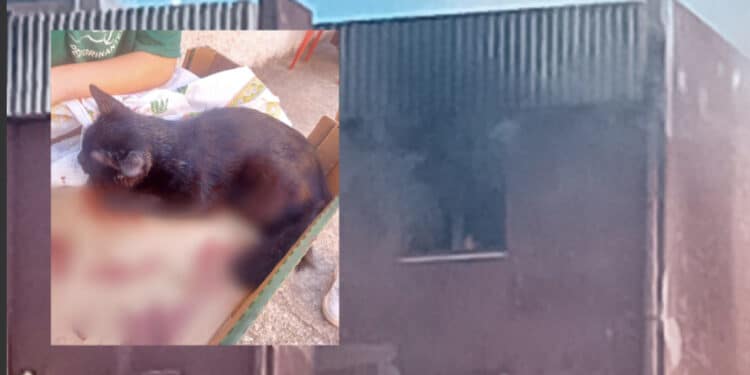 Guspini, gara di solidarietà per il gattino ferito nell’esplosione di un appartamento