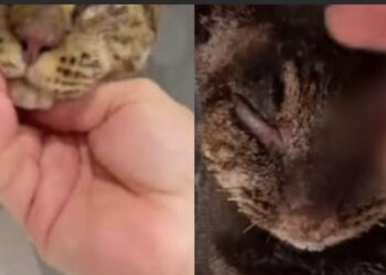 “Chiesta l’archiviazione del procedimento penale nei confronti dei presunti autori dell’uccisione di Tigro”, il povero gatto bruciato vivo