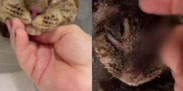 “Chiesta l’archiviazione del procedimento penale nei confronti dei presunti autori dell’uccisione di Tigro”, il povero gatto bruciato vivo