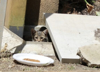 Radio Zampetta Sarda, appello urgente: micino cerca adozione