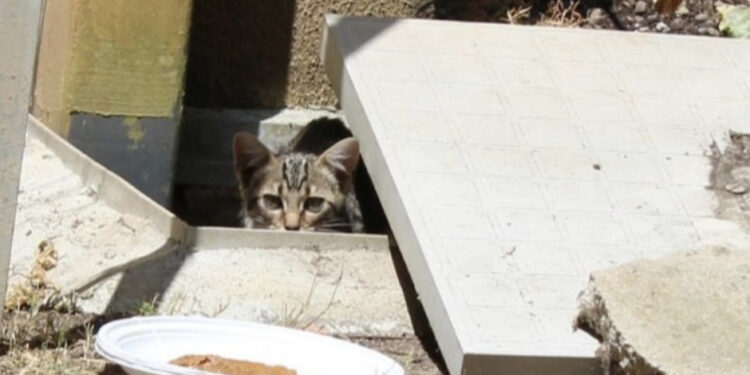 Radio Zampetta Sarda, appello urgente: micino cerca adozione