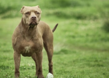 Bimba di due anni azzannata dal pitbull dei nonni: sequestrato il cane