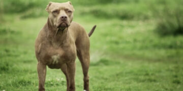 Bimba di due anni azzannata dal pitbull dei nonni: sequestrato il cane