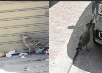 Cagliari, gabbiani in trappola sull’asfalto nel quartiere Fonsarda, l’appello: “Aiutateci a salvarli”