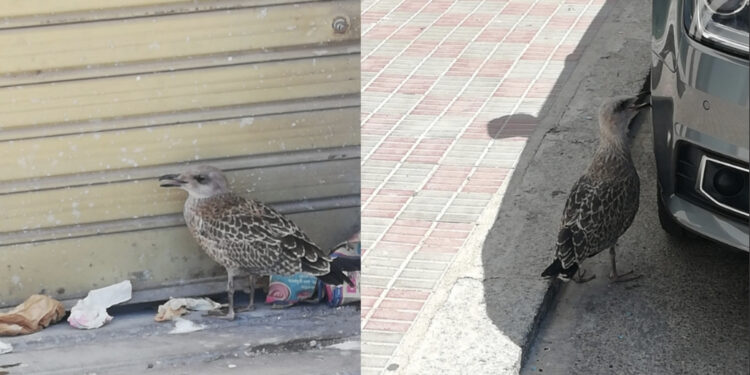 Cagliari, gabbiani in trappola sull’asfalto nel quartiere Fonsarda, l’appello: “Aiutateci a salvarli”