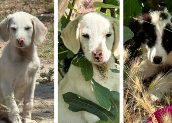 Flumini, tre cuccioloni dolcissimi cercano casa: condivydiamo questo appello!