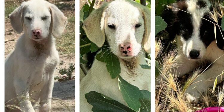 Flumini, tre cuccioloni dolcissimi cercano casa: condivydiamo questo appello!