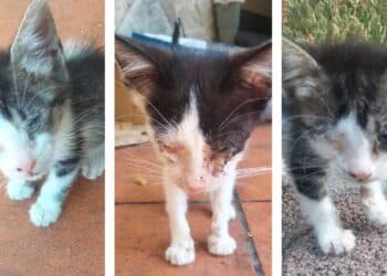 Radio Zampetta Sarda apre una raccolta fondi per salvare tre micro gattini: aiutiamoli!