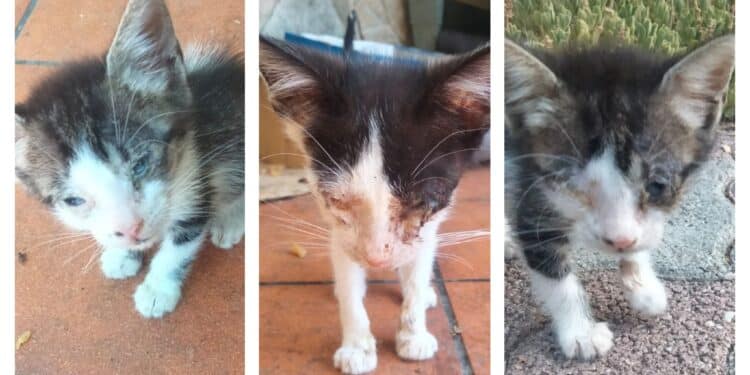 Radio Zampetta Sarda apre una raccolta fondi per salvare tre micro gattini: aiutiamoli!