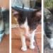 Radio Zampetta Sarda apre una raccolta fondi per salvare tre micro gattini: aiutiamoli!