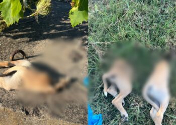 San Gavino, cuccioli uccisi e tagliati in due: una taglia di 4 mila euro per trovare il responsabile dell’orrore