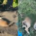 San Gavino, cuccioli uccisi e tagliati in due: una taglia di 4 mila euro per trovare il responsabile dell’orrore