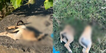 Orrore e vergogna a San Gavino Monreale, uccisi e tagliati in due un paio di cuccioli di cane