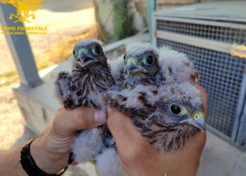 Siamanna, 3 pulli di gheppio caduti dal nido salvati da un allevatore