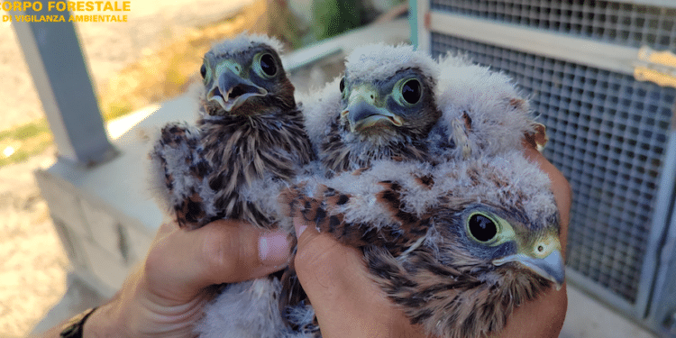 Siamanna, 3 pulli di gheppio caduti dal nido salvati da un allevatore