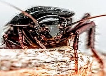 Spettatori in fuga ad Assemini, blatte e zanzare alla festa della musica