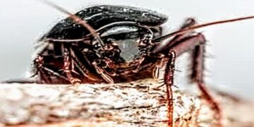 Spettatori in fuga ad Assemini, blatte e zanzare alla festa della musica