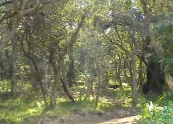 Gonnosfanadiga: atti vandalici a Pardu Mannu, il sindaco chiude l’area verde e promette le foto trappole