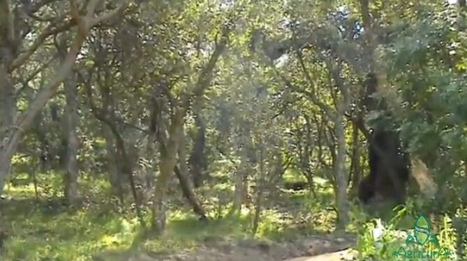 Gonnosfanadiga: atti vandalici a Pardu Mannu, il sindaco chiude l’area verde e promette le foto trappole