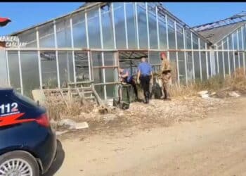 Sestu, scoperta una piantagione di marijuana in una serra comunale: un arresto -VIDEO