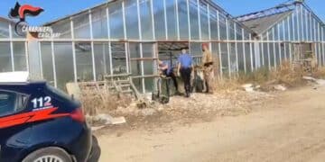 Sestu, scoperta una piantagione di marijuana in una serra comunale: un arresto -VIDEO