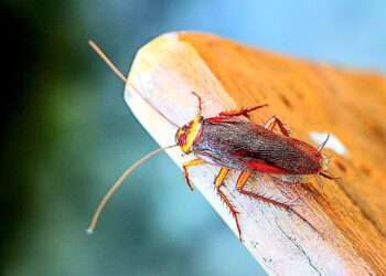 Allarme blatte anche a Pirri, decine di segnalazioni: “Addirittura sui letti e dentro le auto”