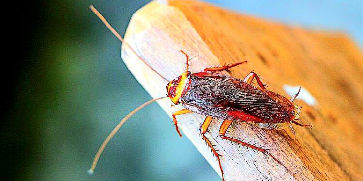 Allarme blatte anche a Pirri, decine di segnalazioni: “Addirittura sui letti e dentro le auto”