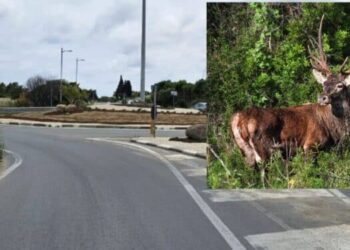 Cervo attraversa la strada, ennesimo schianto sulla Ss 195 a Pula