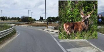 Cervo attraversa la strada, ennesimo schianto sulla Ss 195 a Pula